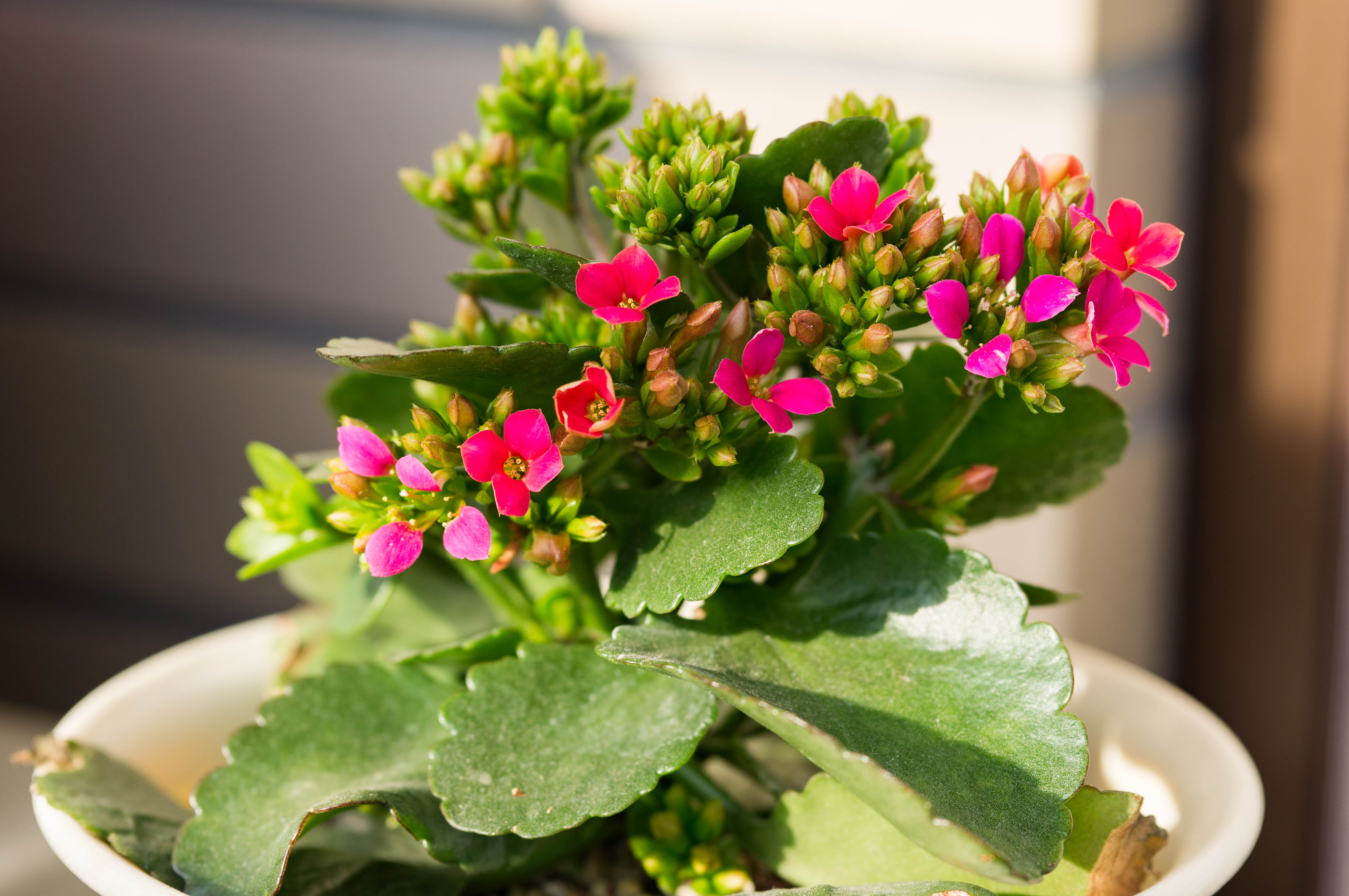 カランコエの花が咲く 366hana