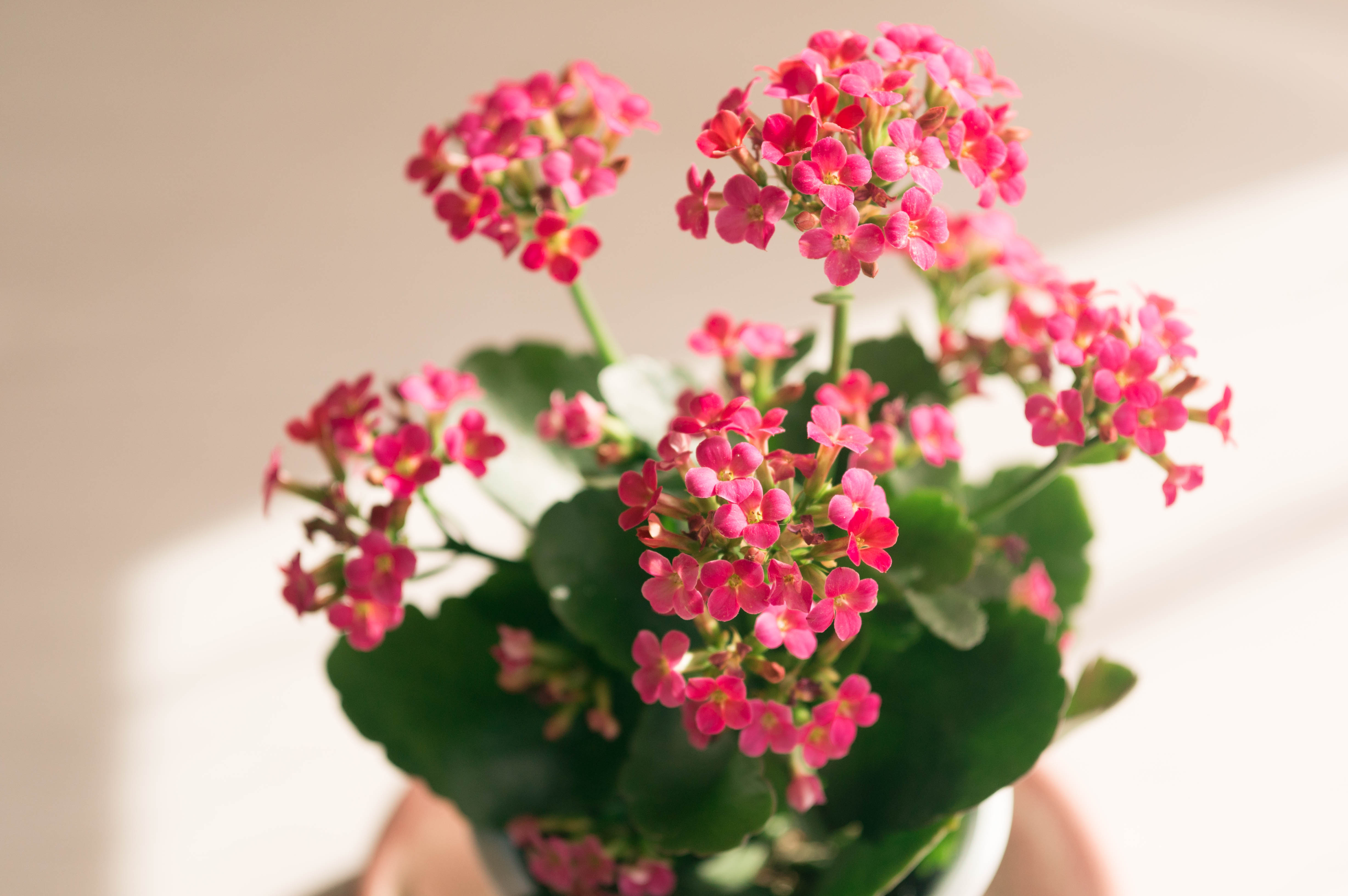 カランコエ 366hana